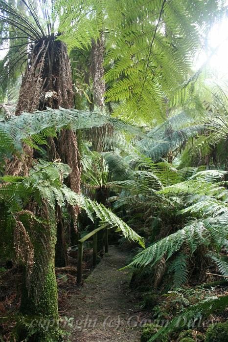 Tree fern gully, Pirianda Gardens IMG_7210.JPG